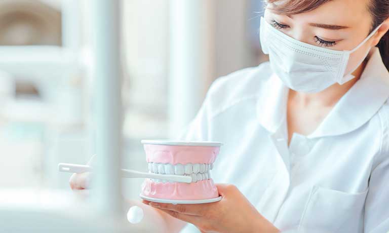 歯の模型を歯ブラシで磨く歯科衛生士の女性
