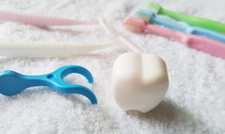 デンタルフロス、歯ブラシと歯の模型