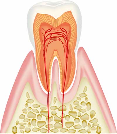 歯と歯ぐき模式図